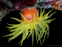 Yellow anenome today in Taiwan !! e900 macrox2 by Alex Tattersall 